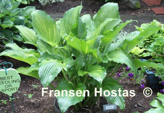 Hosta Misty Gold